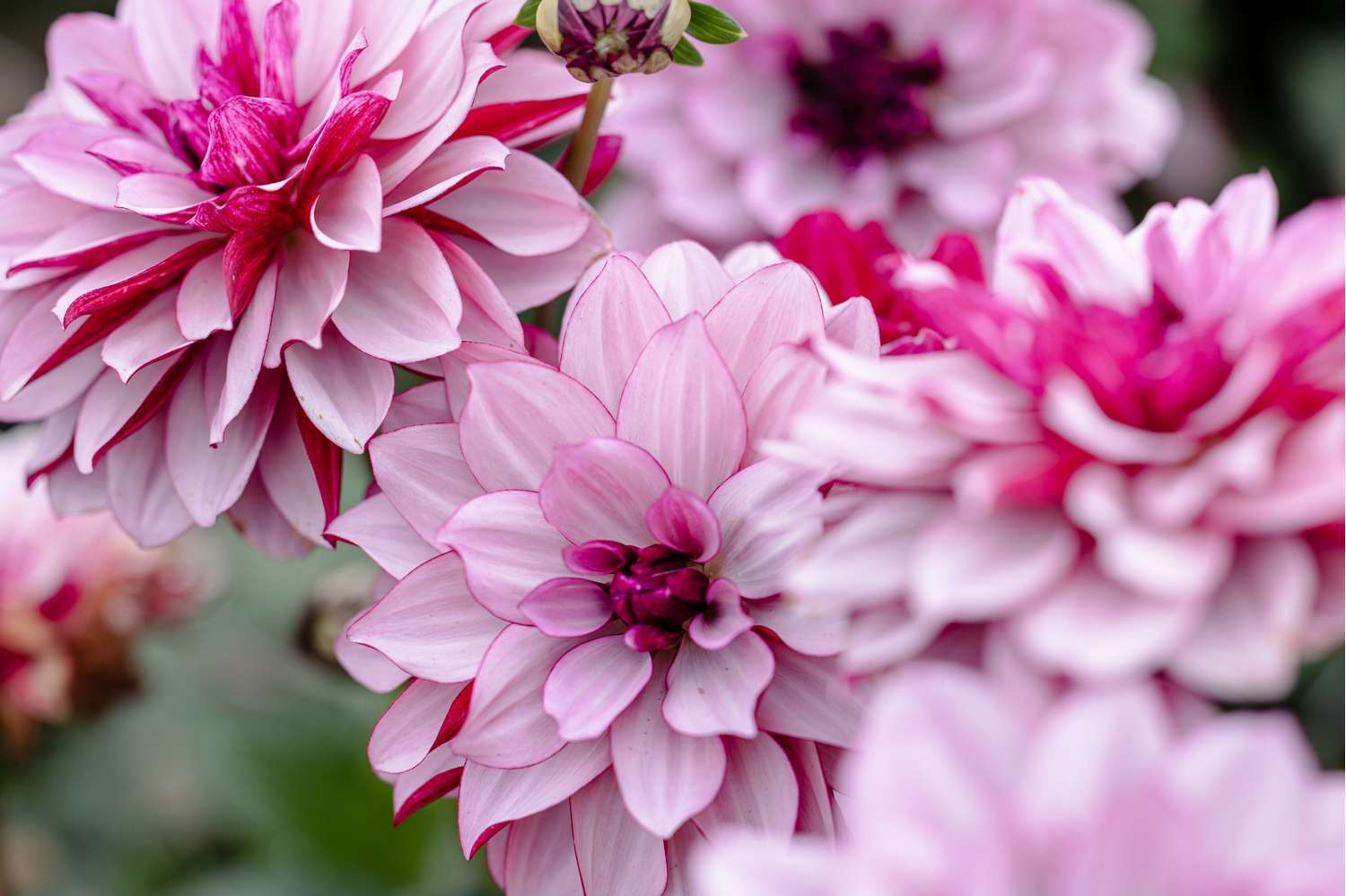 Daalia 'Creme de Cassis'